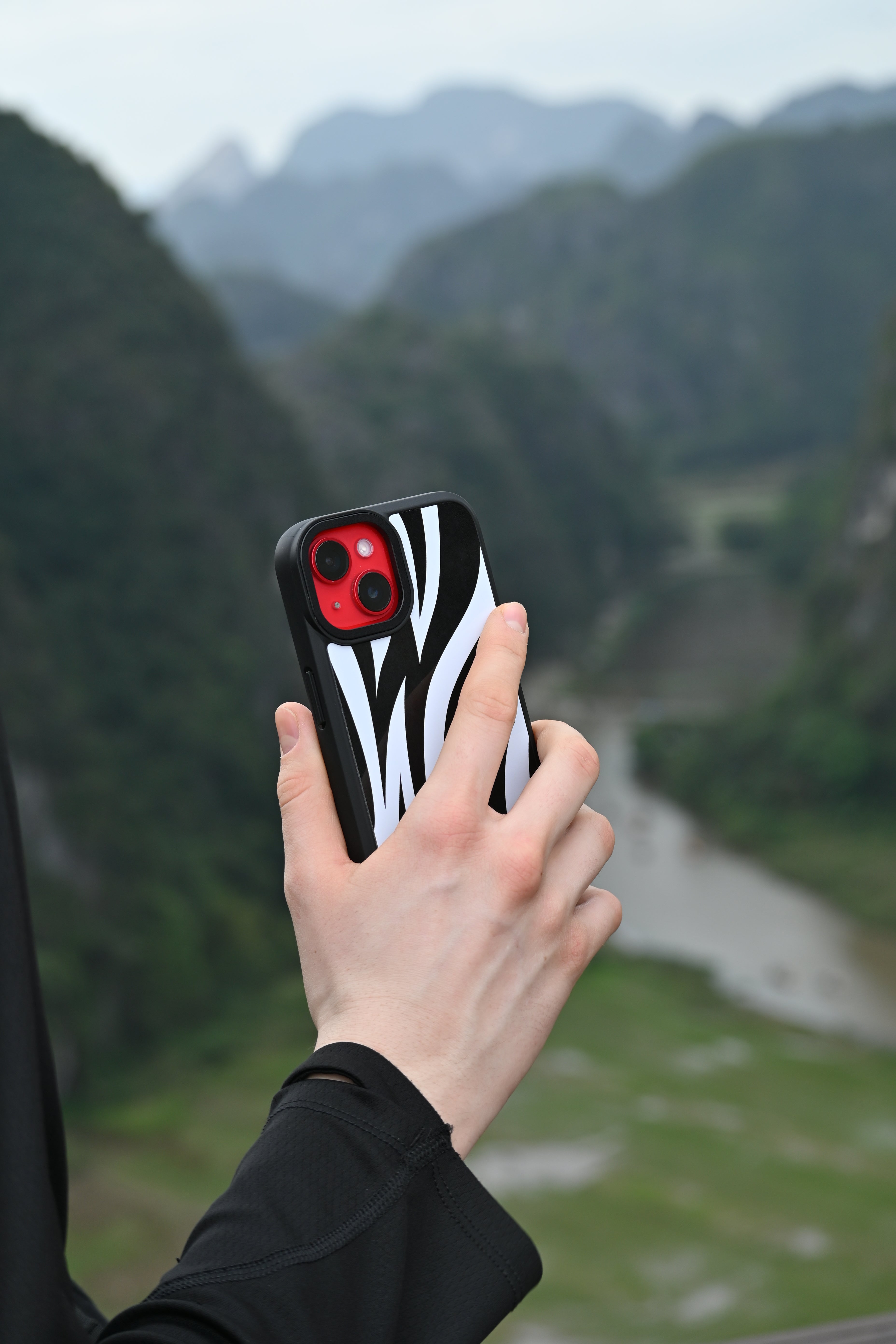 Zebra